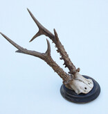 Groot antiek zesender REE GEWEI  - rond 1910