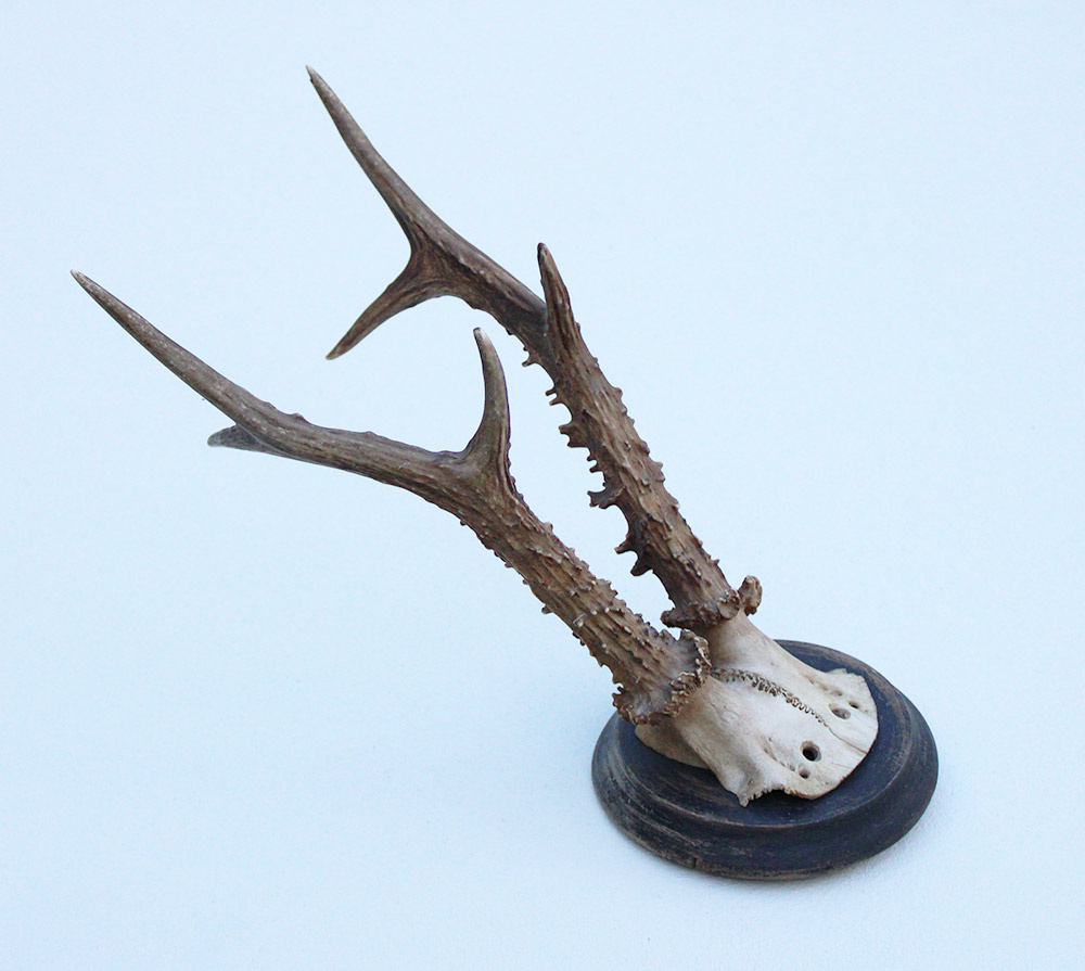 Groot antiek zesender REE GEWEI  - rond 1910