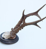 Groot antiek zesender REE GEWEI  - rond 1910