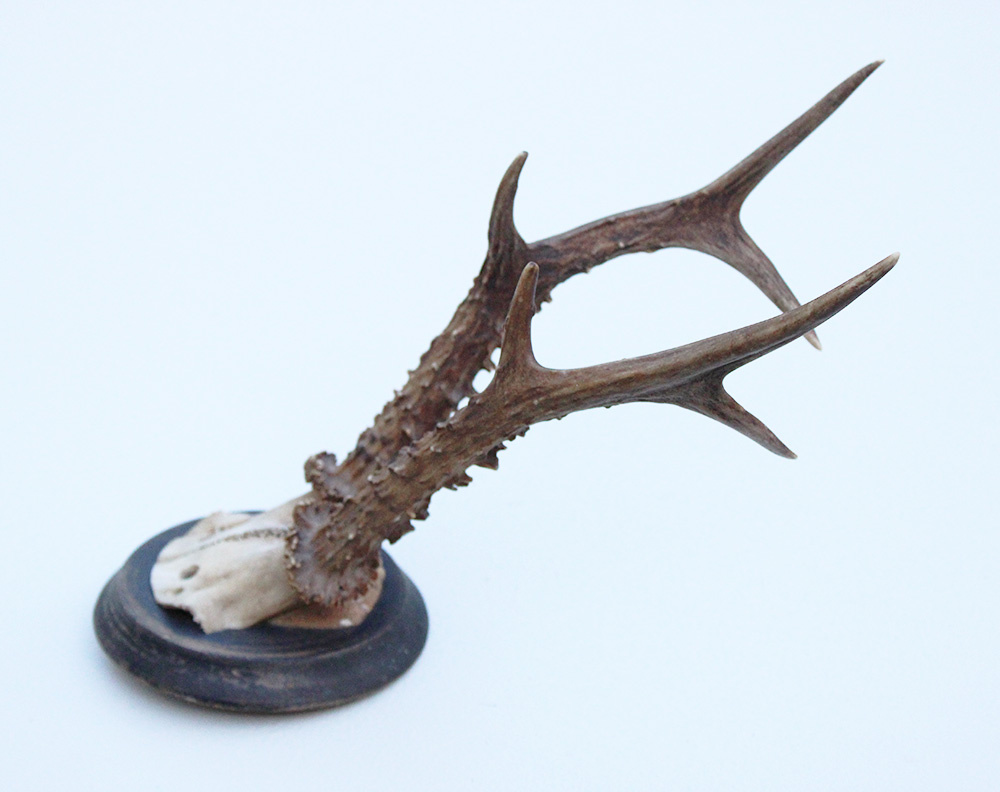 Groot antiek zesender REE GEWEI  - rond 1910