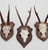 3 x REE GEWEI op houten schild  - met kaakdeeltjes