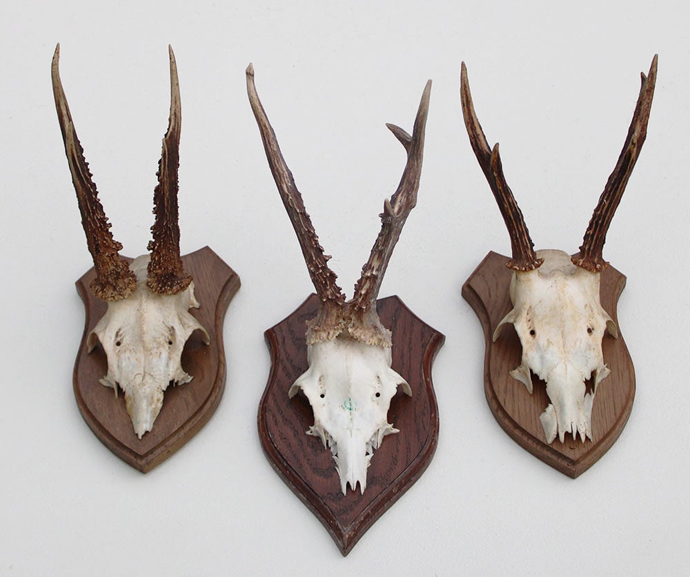 3 x REE GEWEI op houten schild  - met kaakdeeltjes