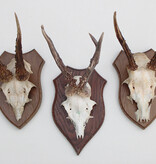 3 x REE GEWEI op houten schild  - met kaakdeeltjes