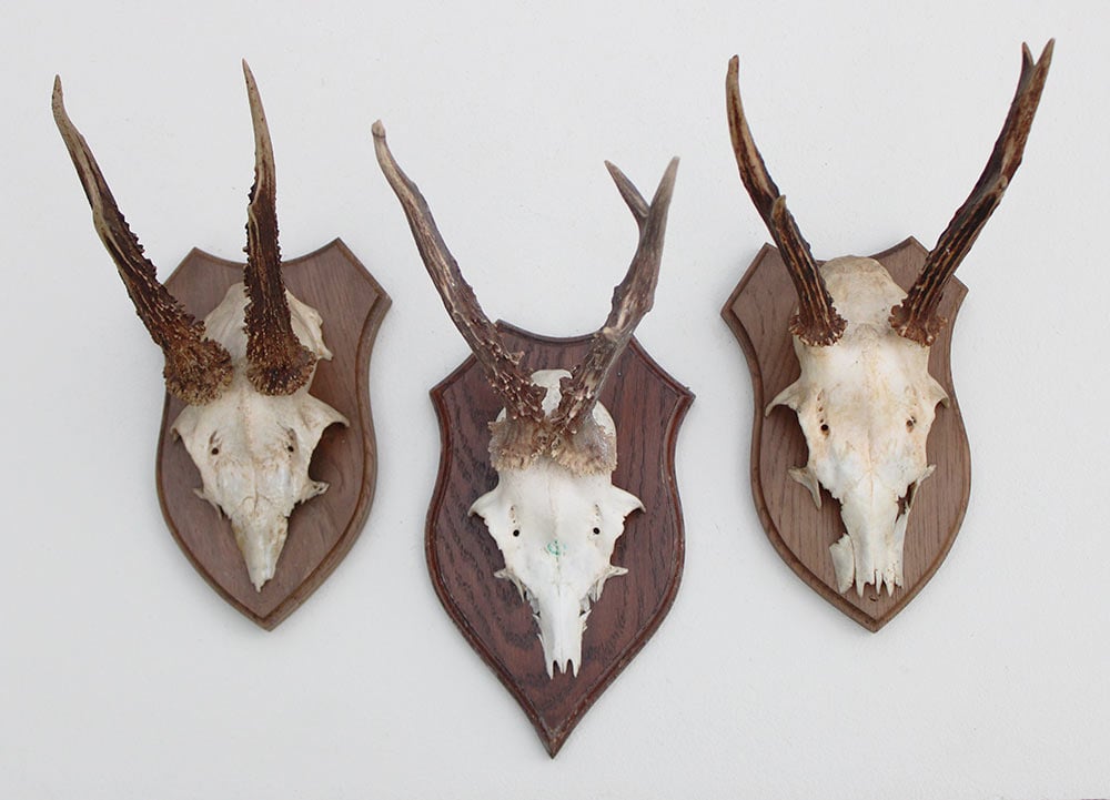 3 x REE GEWEI op houten schild  - met kaakdeeltjes