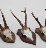 3 x REE GEWEI op houten schild  - met kaakdeeltjes