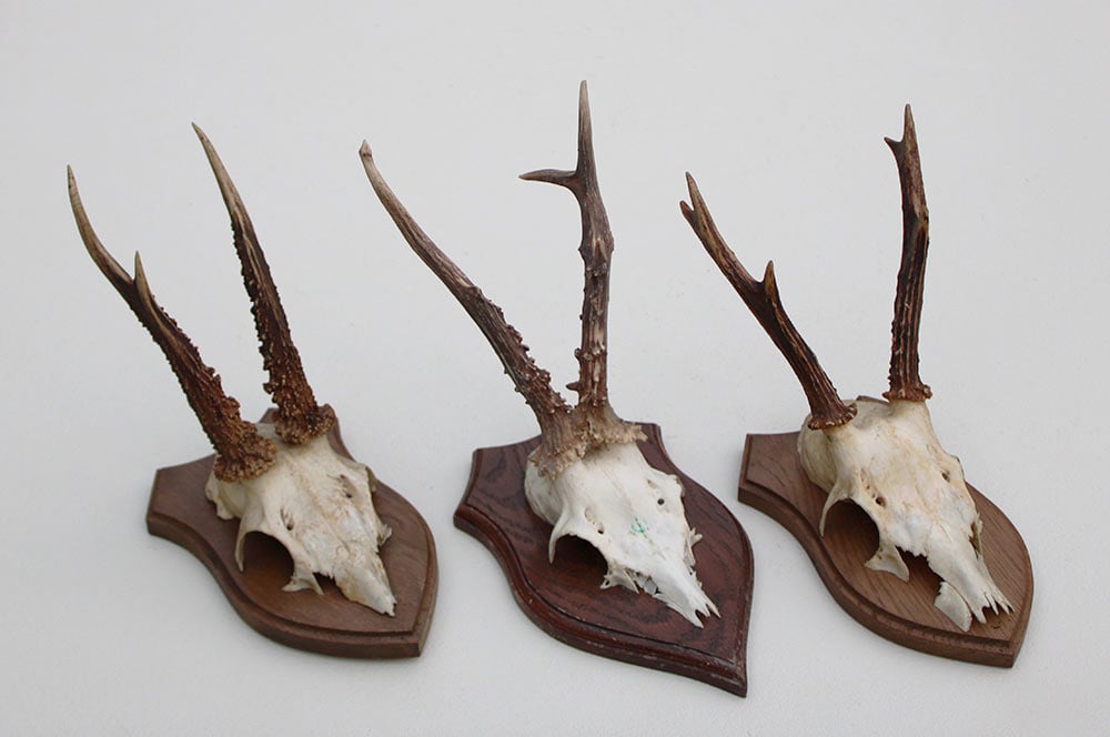 3 x REE GEWEI op houten schild  - met kaakdeeltjes