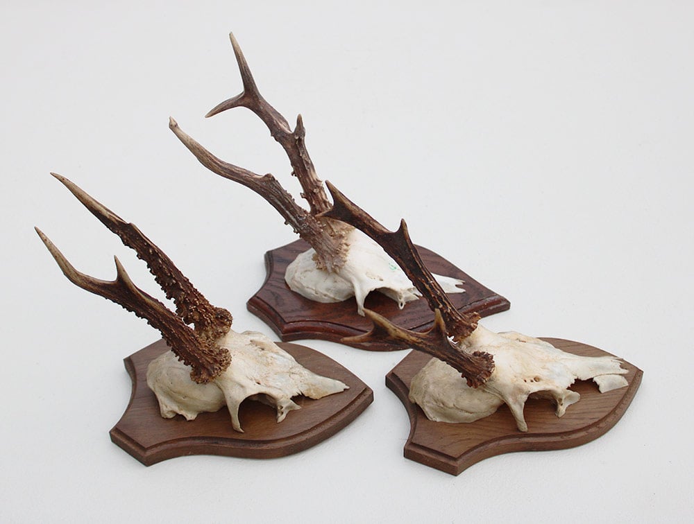 3 x REE GEWEI op houten schild  - met kaakdeeltjes