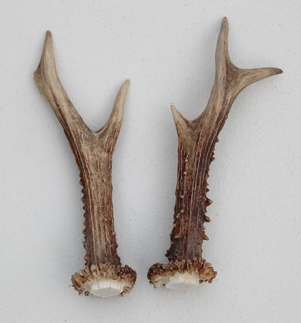 REE GEWEI PAAR 17  cm