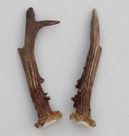 REE GEWEI PAAR 18 cm - Ref. G