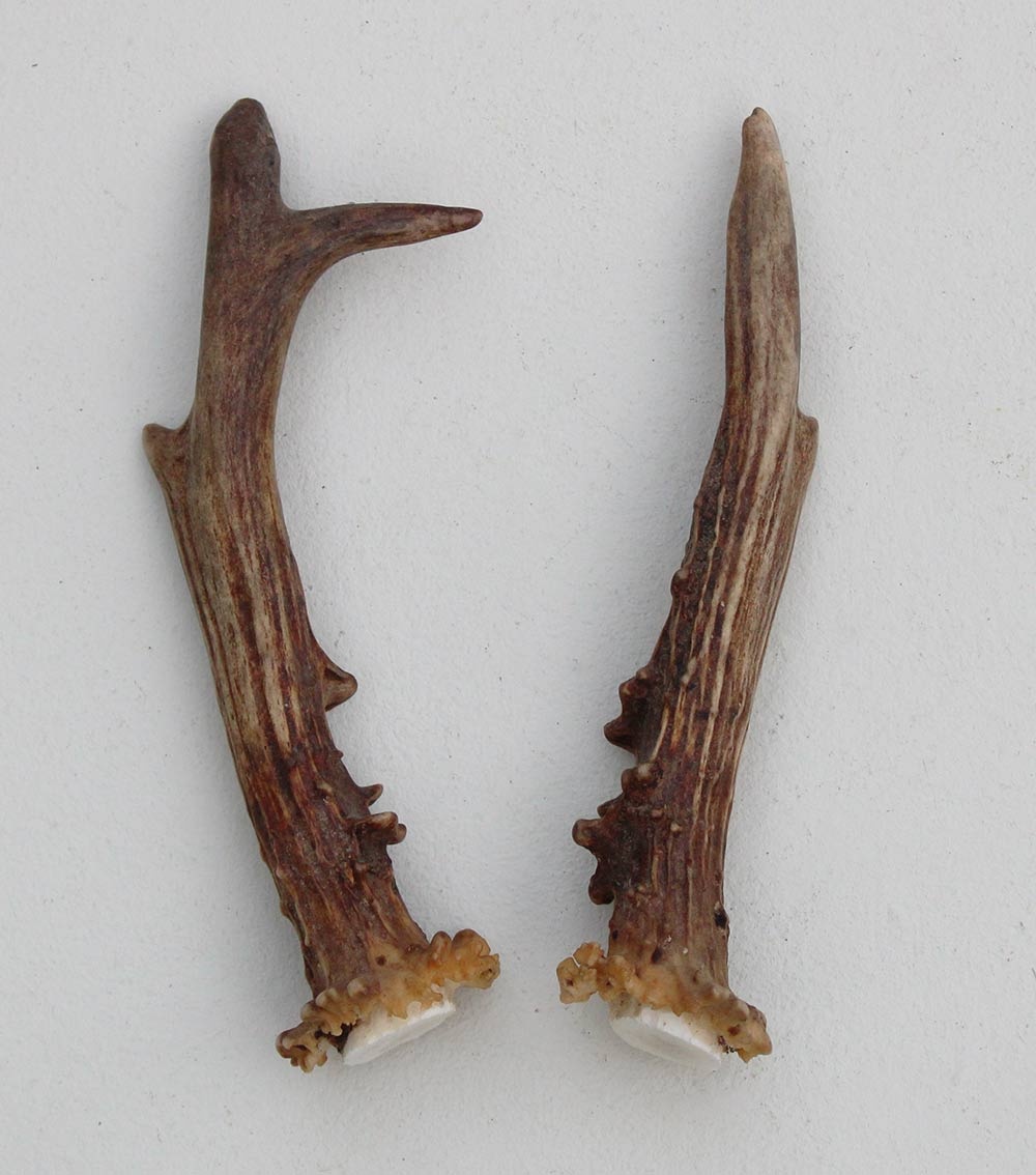 REE GEWEI PAAR 18 cm - Ref. G