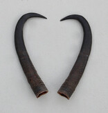 Paar GEMS hoorns / gewei - 19 cm