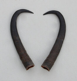 Paar GEMS hoorns / gewei - 19 cm