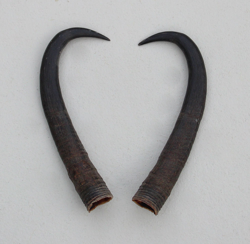 Paar GEMS hoorns / gewei - 19 cm