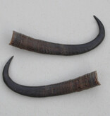 Paar GEMS hoorns / gewei - 19 cm