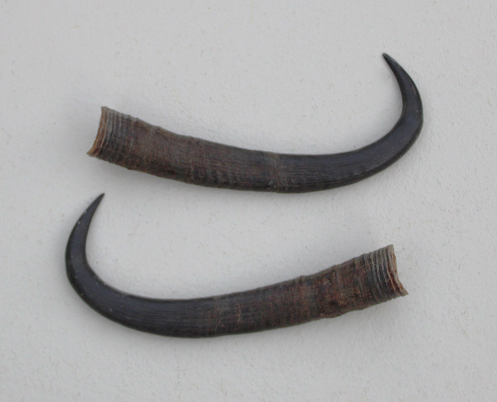 Paar GEMS hoorns / gewei - 19 cm