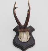 Antiek REE GEWEI op eiken schild  - rond 1900