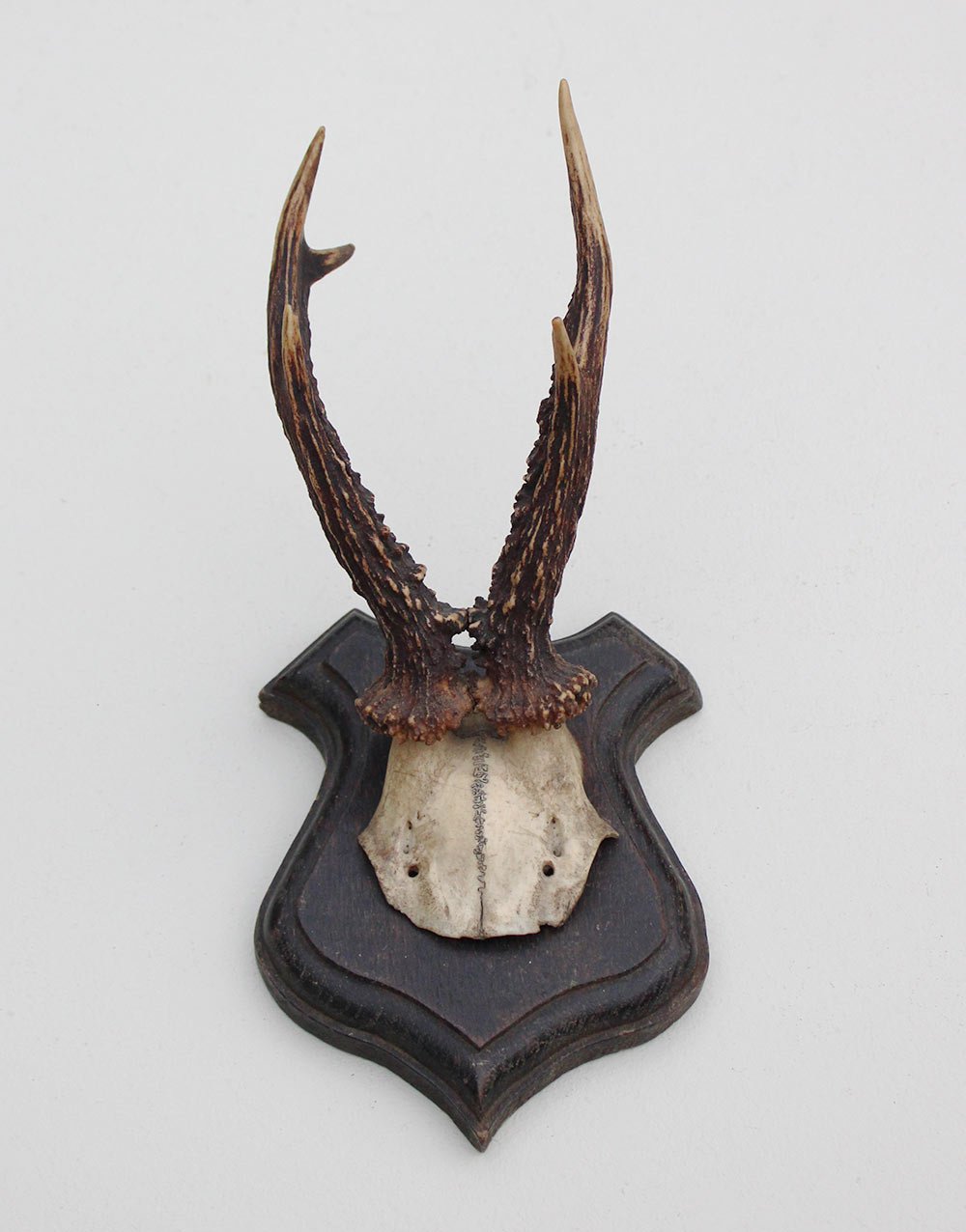 Antiek REE GEWEI op eiken schild  - rond 1900