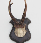 Antiek REE GEWEI op eiken schild  - rond 1900