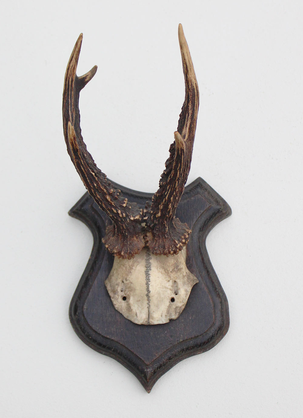 Antiek REE GEWEI op eiken schild  - rond 1900