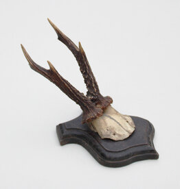 Antiek REE GEWEI op eiken schild  - rond 1900