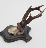 Antiek REE GEWEI op eiken schild  - rond 1900