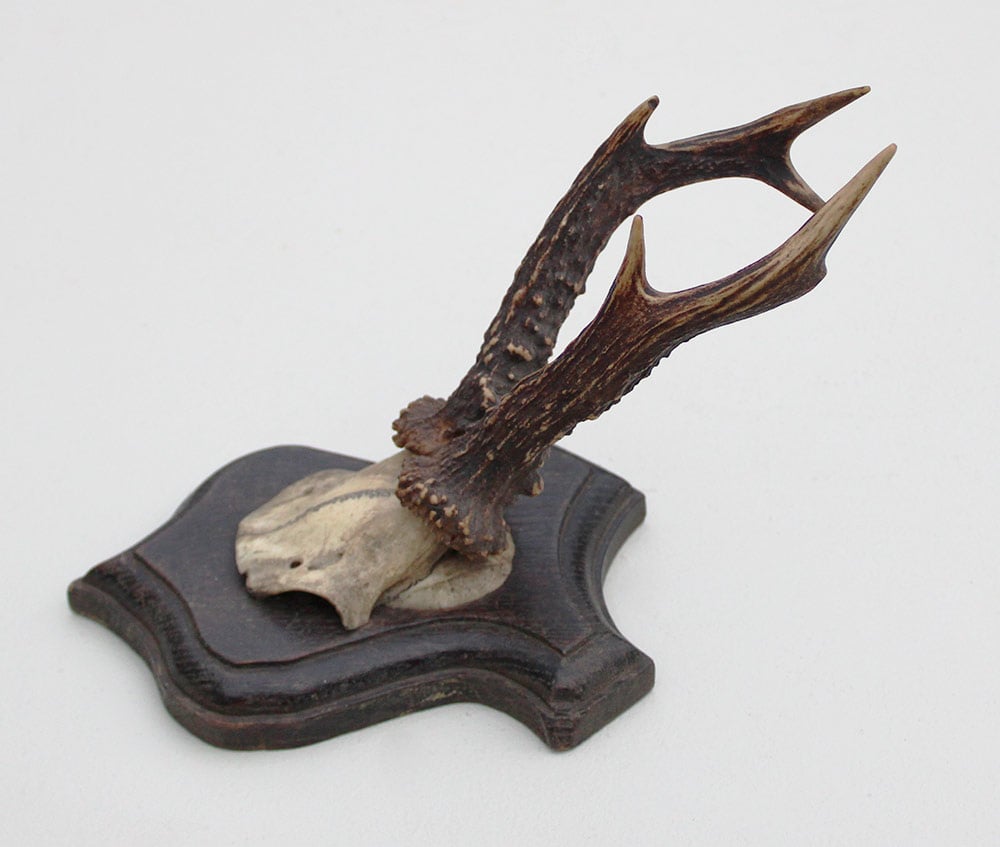 Antiek REE GEWEI op eiken schild  - rond 1900