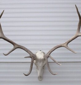 Groot EDELHERT GEWEI, 14-ender - ref. HER1