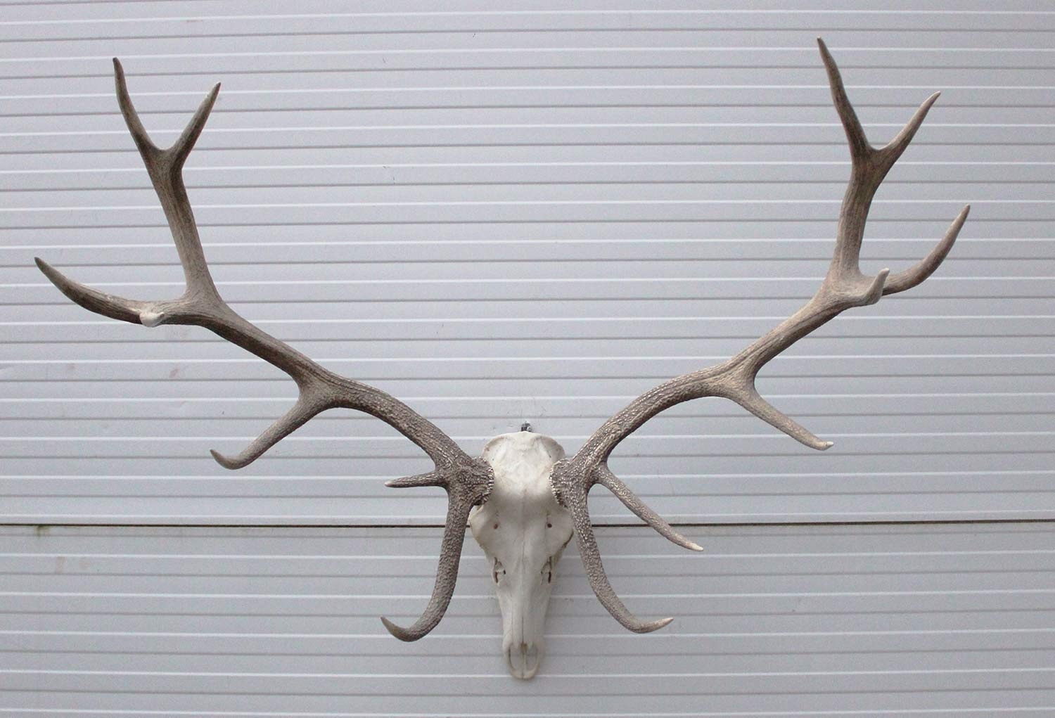 Groot EDELHERT GEWEI,  14-ender compleet met kiezen