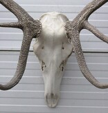 Groot EDELHERT GEWEI,  14-ender compleet met kiezen