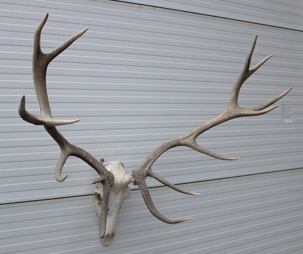 Groot EDELHERT GEWEI,  14-ender compleet met kiezen