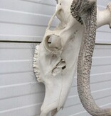 Groot EDELHERT GEWEI,  14-ender compleet met kiezen