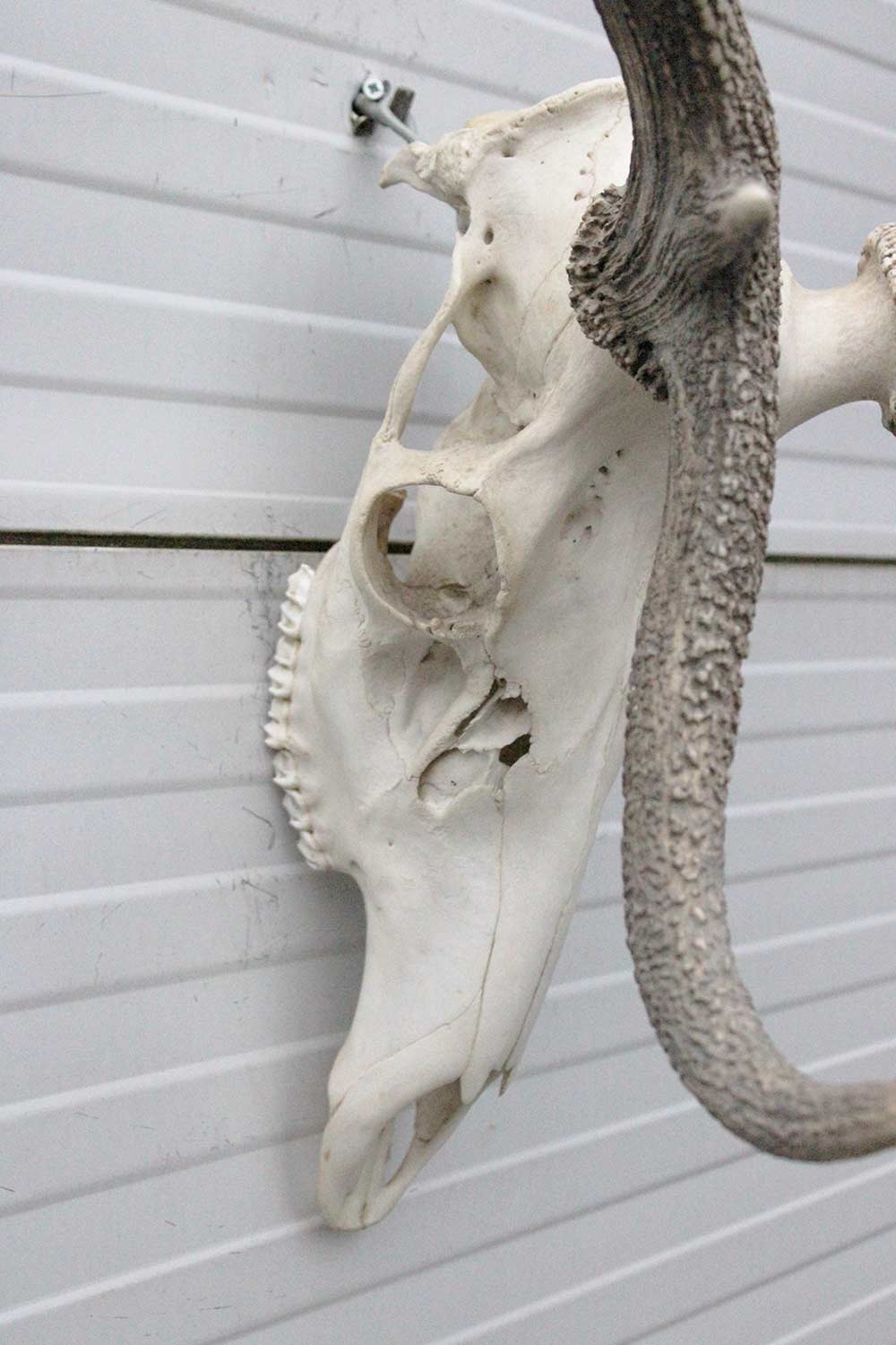 Groot EDELHERT GEWEI,  14-ender compleet met kiezen