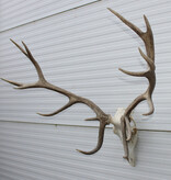 Groot EDELHERT GEWEI,  14-ender compleet met kiezen