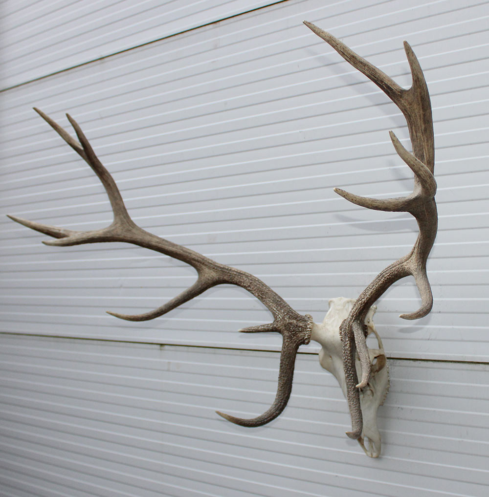 Groot EDELHERT GEWEI,  14-ender compleet met kiezen