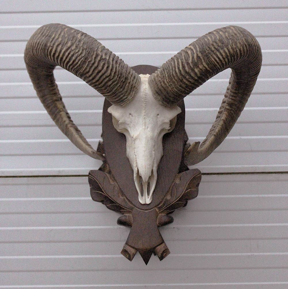 Schedel MOEFLON RAM op dubbel houten schild - Hongarije