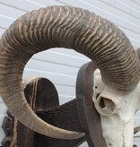 Schedel MOEFLON RAM op dubbel houten schild - Hongarije