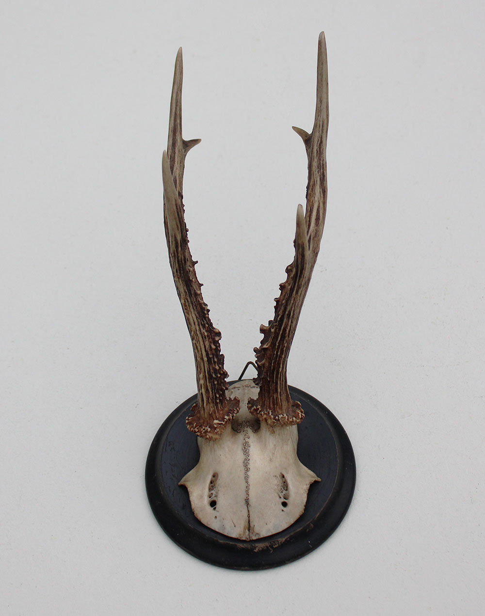 Antiek zesender REE GEWEI op rond zwart houten schild  - rond 1910