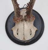 Antiek zesender REE GEWEI op rond zwart houten schild  - rond 1910