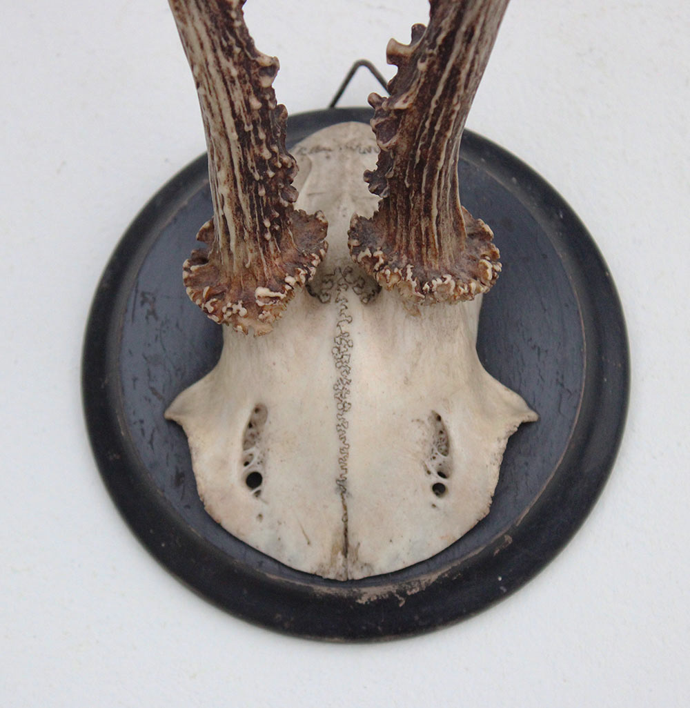 Antiek zesender REE GEWEI op rond zwart houten schild  - rond 1910