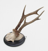 Antiek zesender REE GEWEI op rond zwart houten schild  - rond 1910