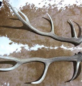 Groot paar EDELHERT GEWEI  STANGEN - 10-ender -105 cm - 4 kg