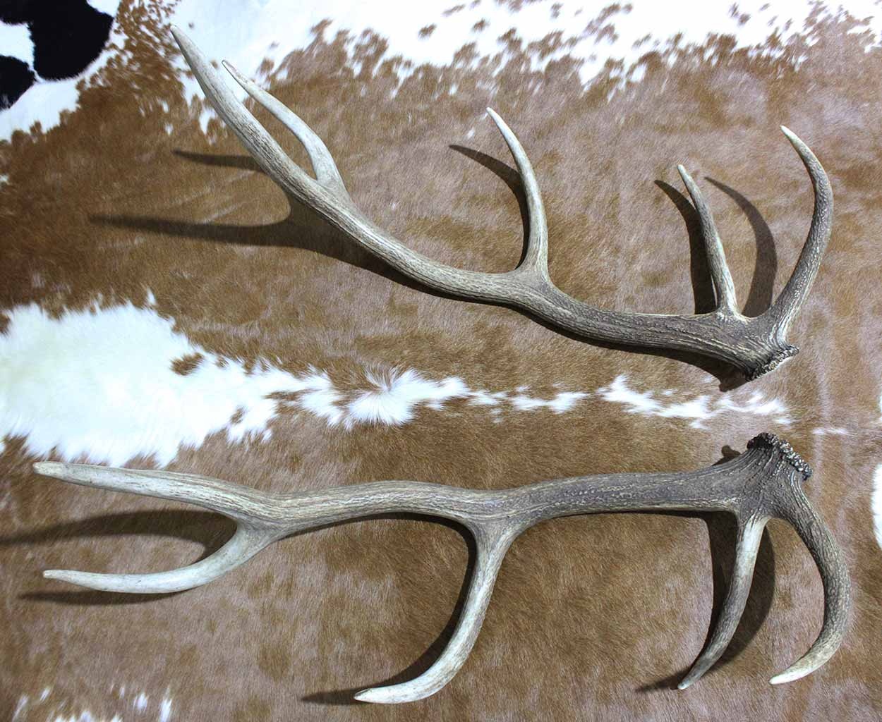 Groot paar EDELHERT GEWEI  STANGEN - 10-ender -105 cm - 4 kg