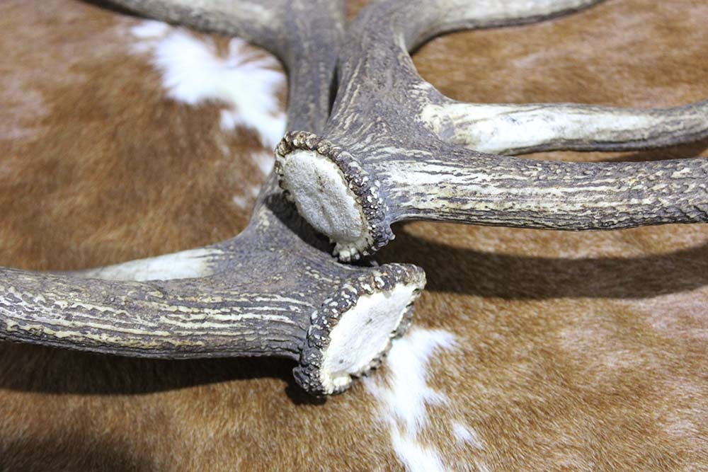 Groot paar EDELHERT GEWEI  STANGEN - 10-ender -105 cm - 4 kg