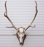 EDELHERT GEWEI 8-ender op houten schild - Hongarije