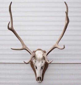 EDELHERT GEWEI 8-ender op schild - ref. HER2