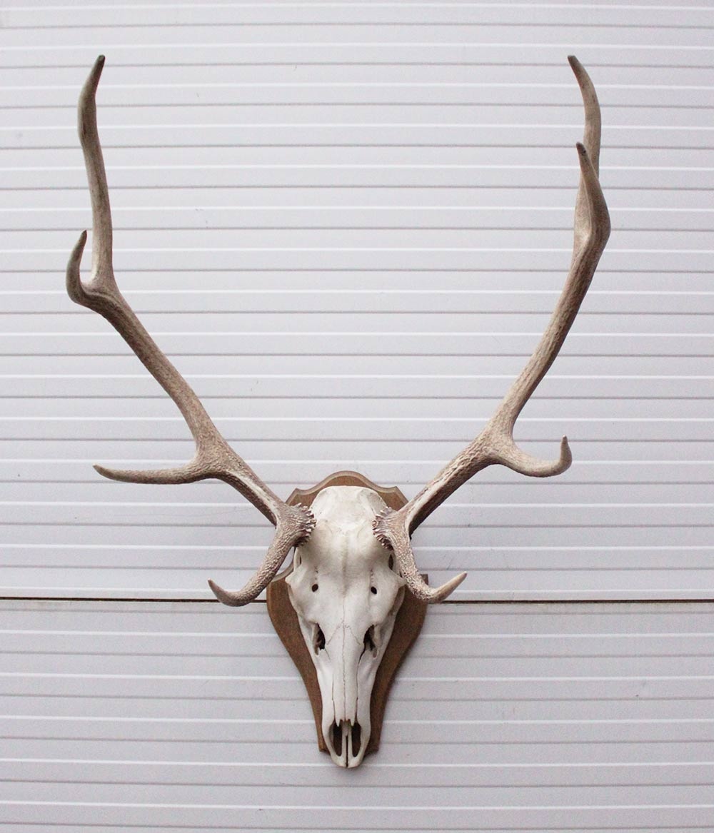 EDELHERT GEWEI 8-ender op houten schild - Hongarije