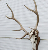 EDELHERT GEWEI 8-ender op houten schild - Hongarije