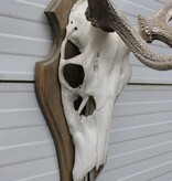 EDELHERT GEWEI 8-ender op houten schild - Hongarije