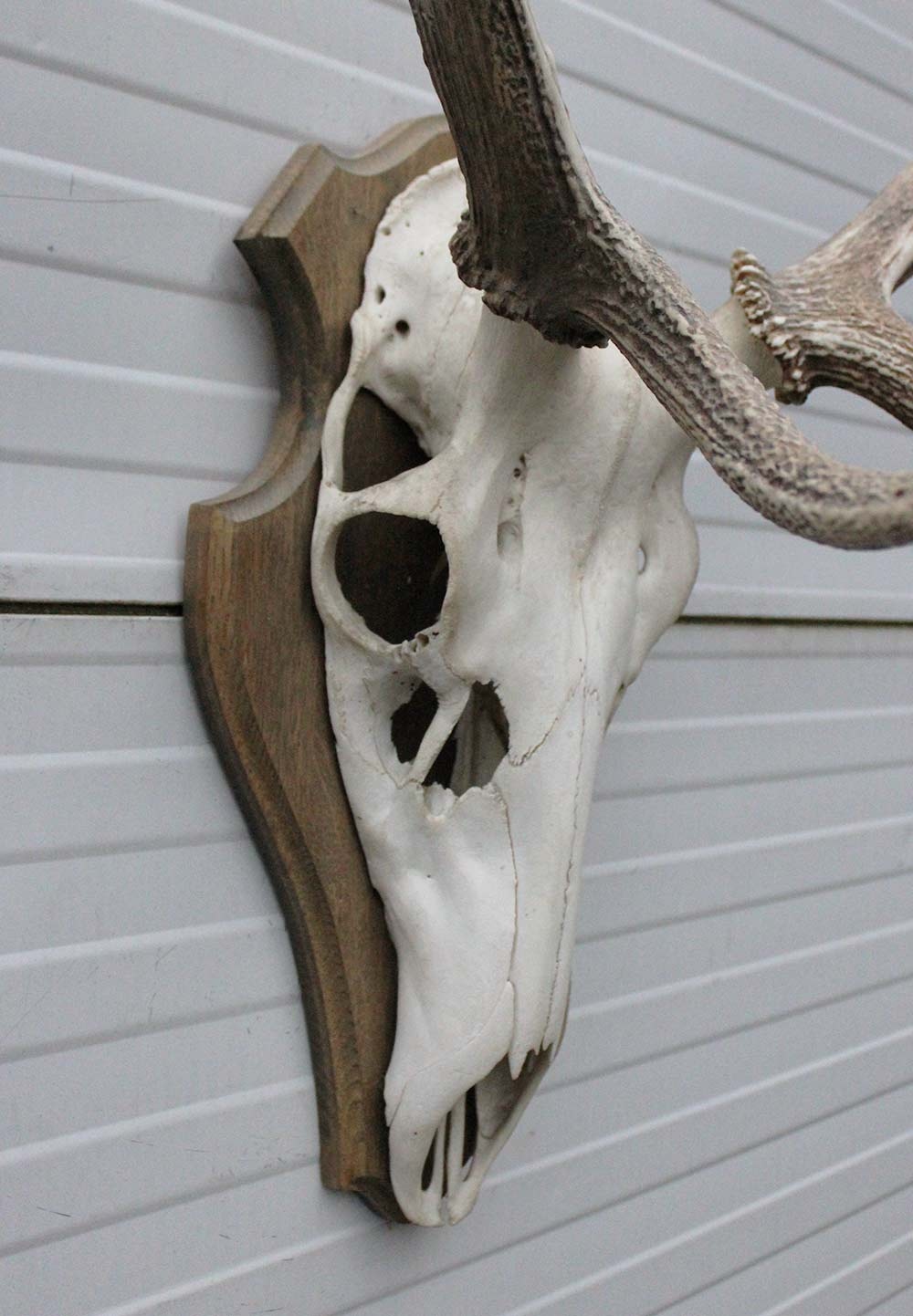 EDELHERT GEWEI 8-ender op houten schild - Hongarije