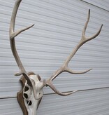 EDELHERT GEWEI 8-ender op houten schild - Hongarije